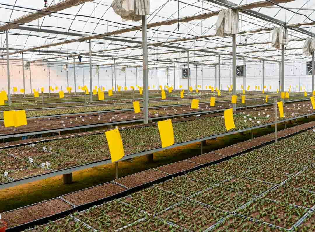 ARK Plants Agave Greenhouse