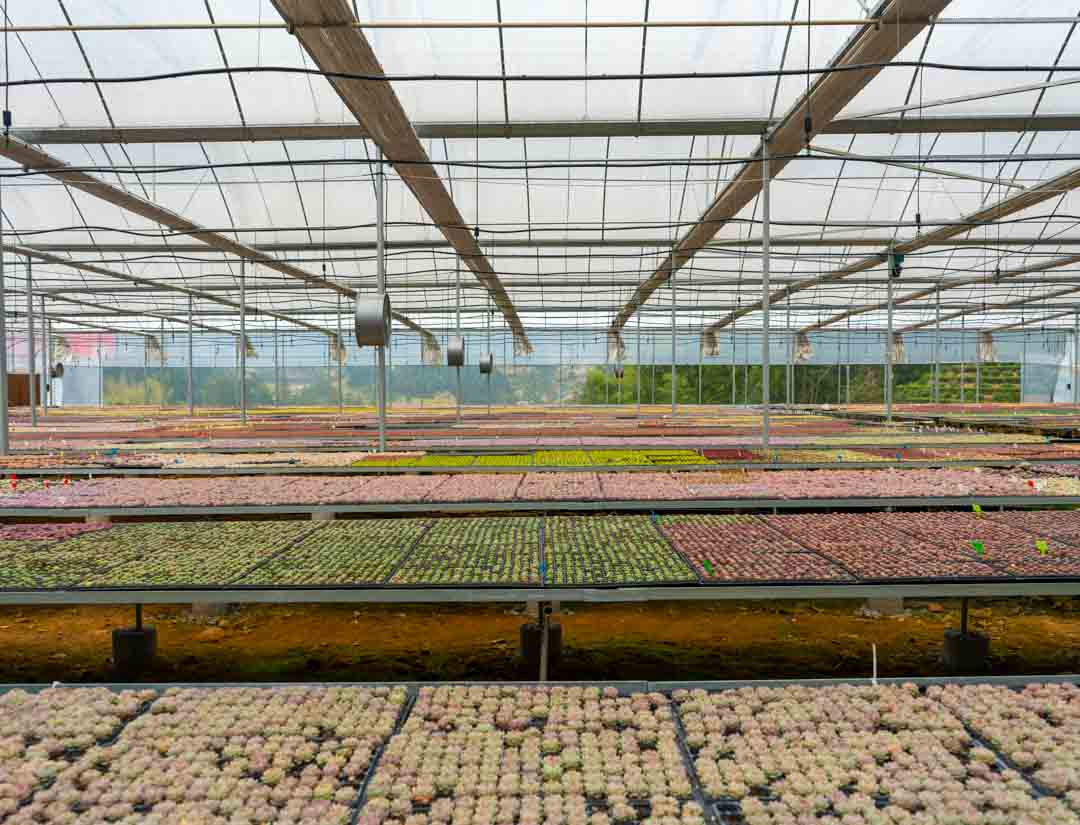 ARK Plants Succulent Greenhouse