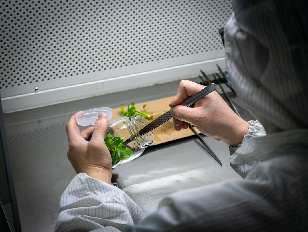 Philodendron tissue culture plantlets prepared for wholesale supply