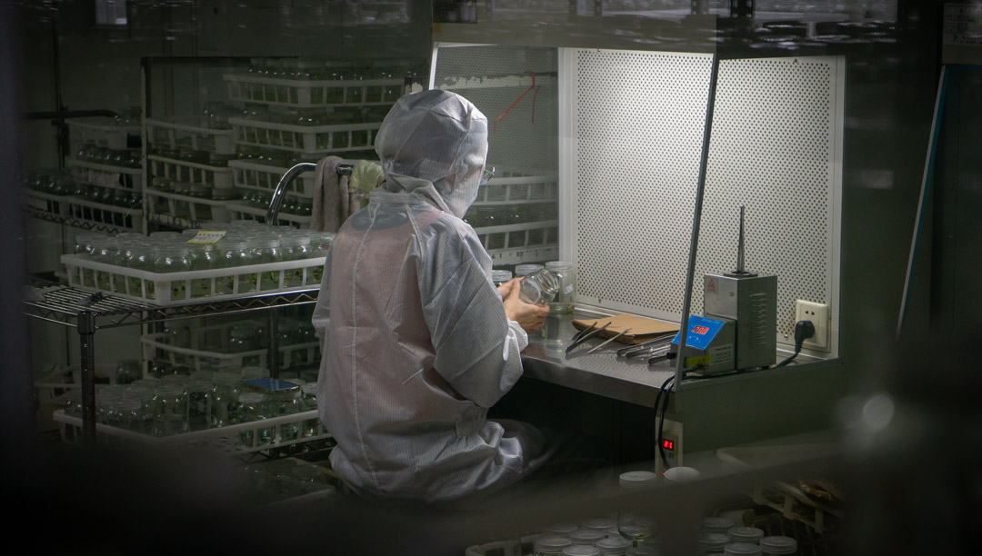 ARK-Plants-tissue-culture-staff