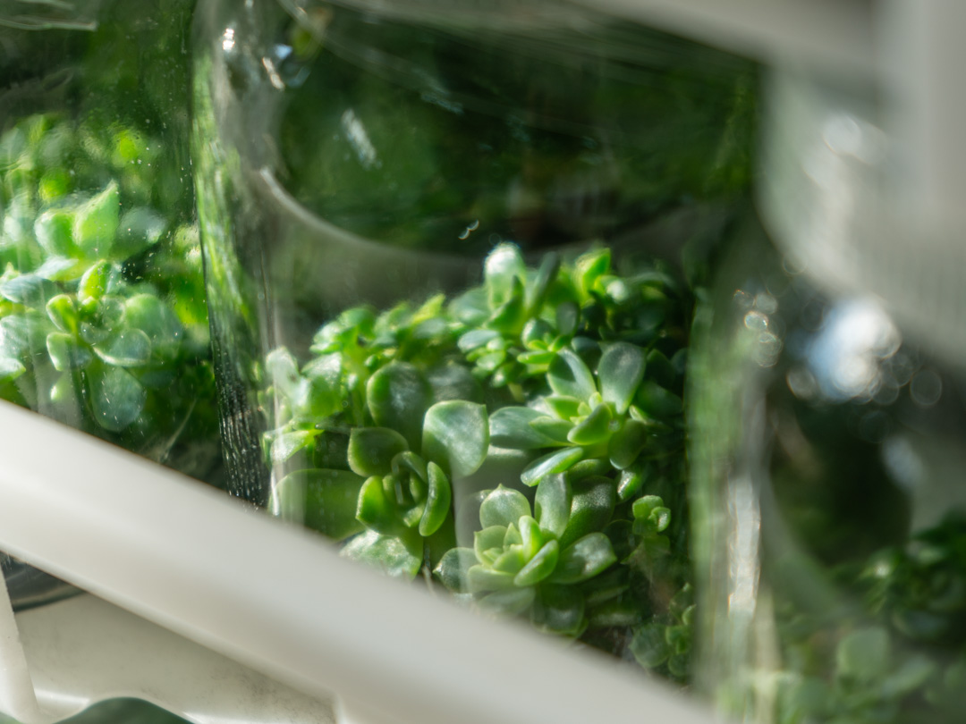 ARK Tissue Culture Plants