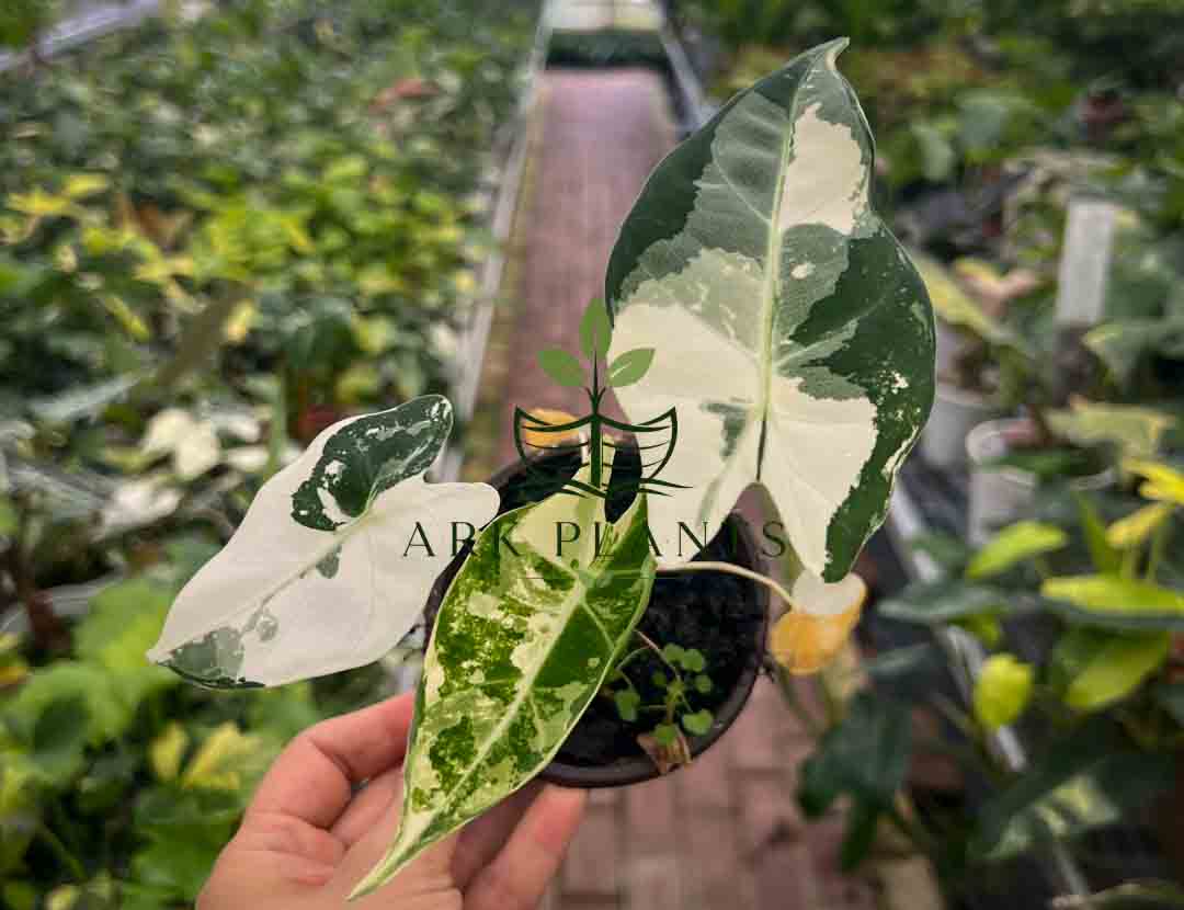 Philodendron tissue culture plantlets prepared for wholesale supply