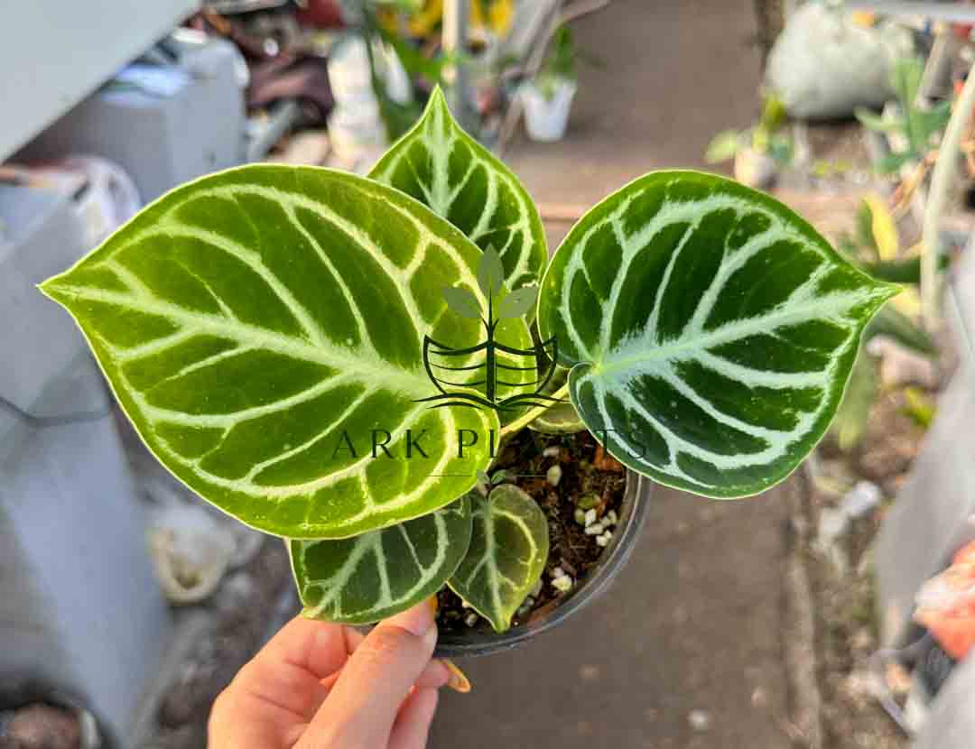 Philodendron tissue culture plantlets prepared for wholesale supply