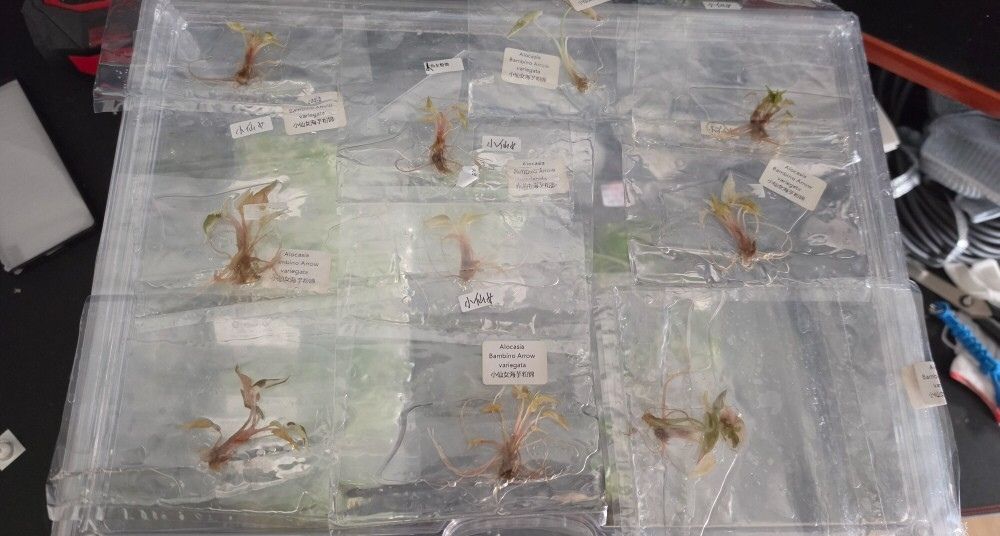 Classification-of-Tissue-Cultured-Plantlets