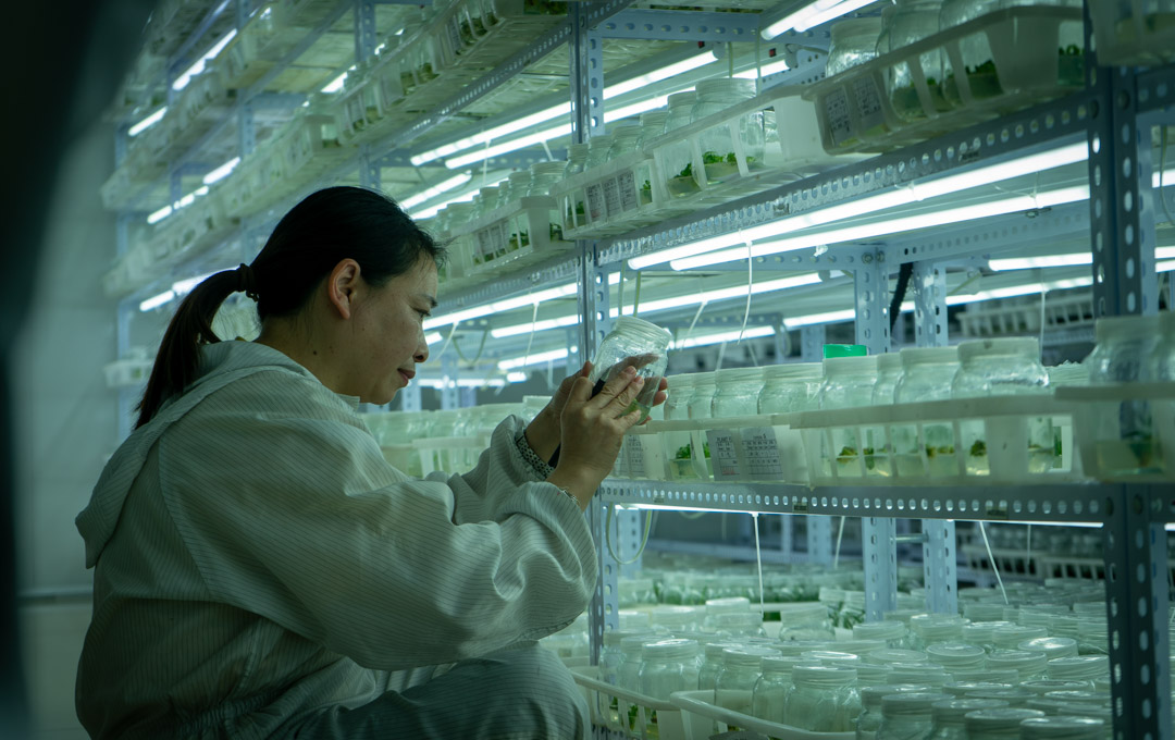 Custom Propagation & One-Stop Plant Sourcing