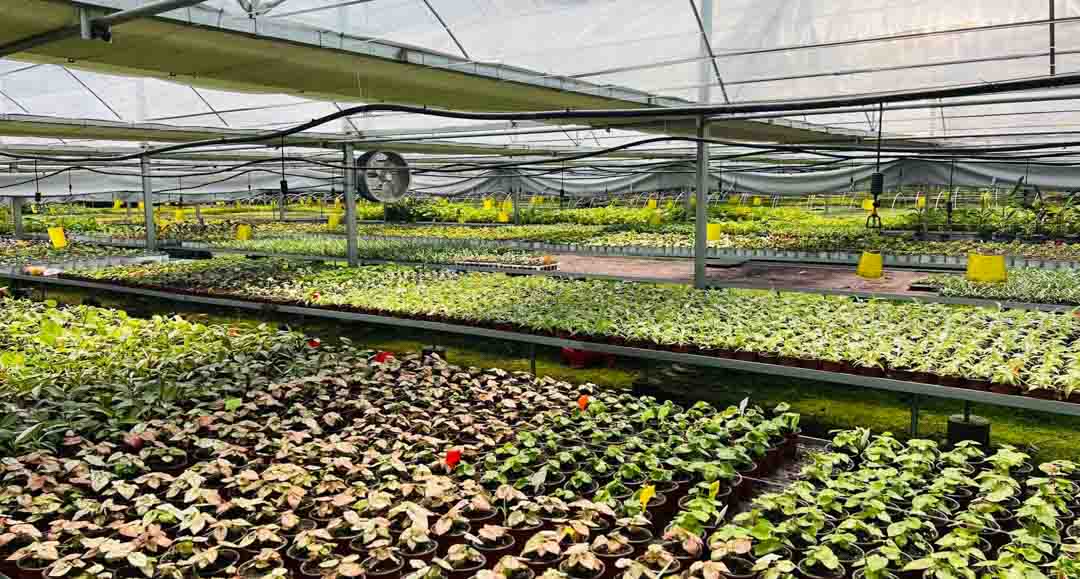 Foliage plug seedlings