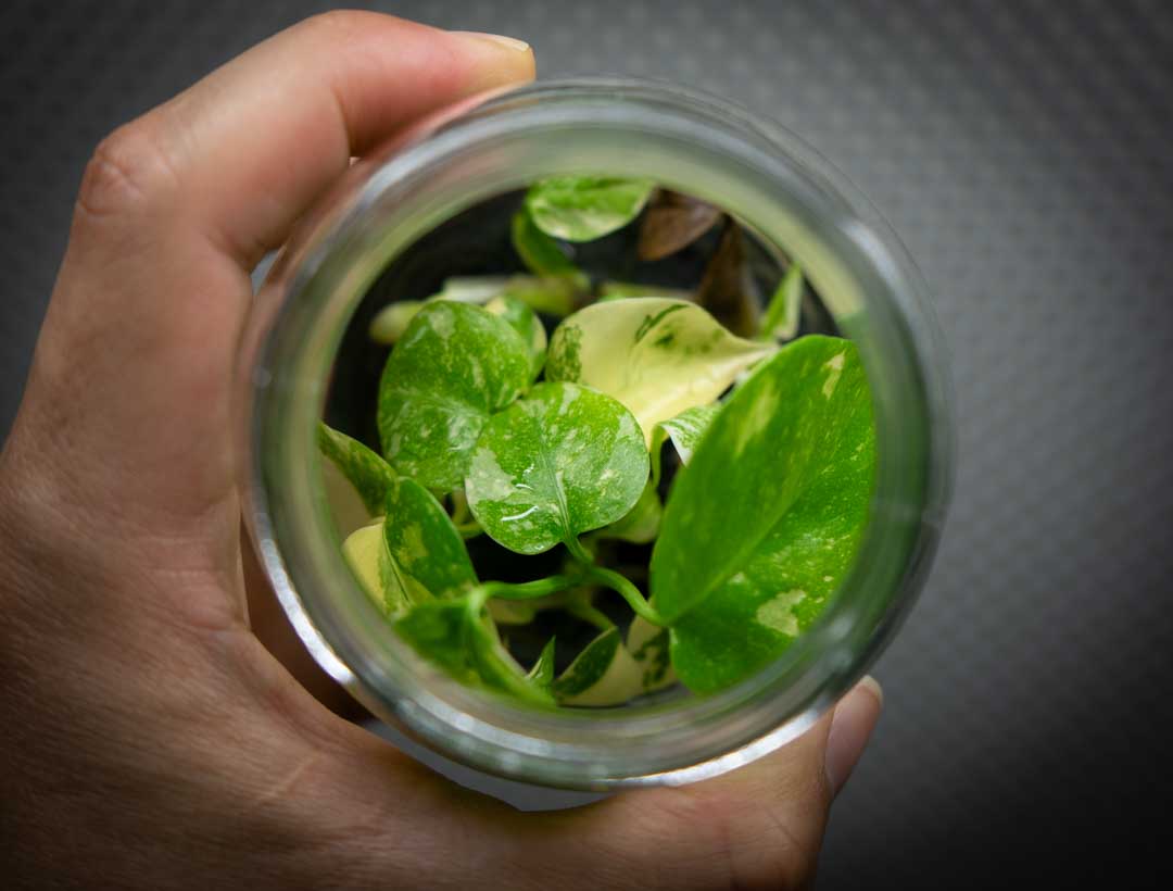 Monstera tissue culture plantlets prepared for wholesale supply