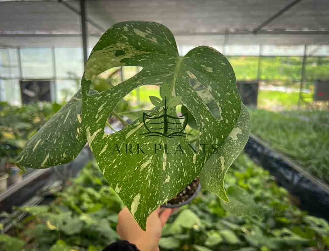 Monstera young plants growing in a professional greenhouse