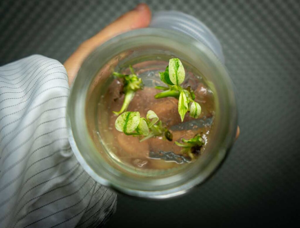 Monstera Tissue Culture（副本）