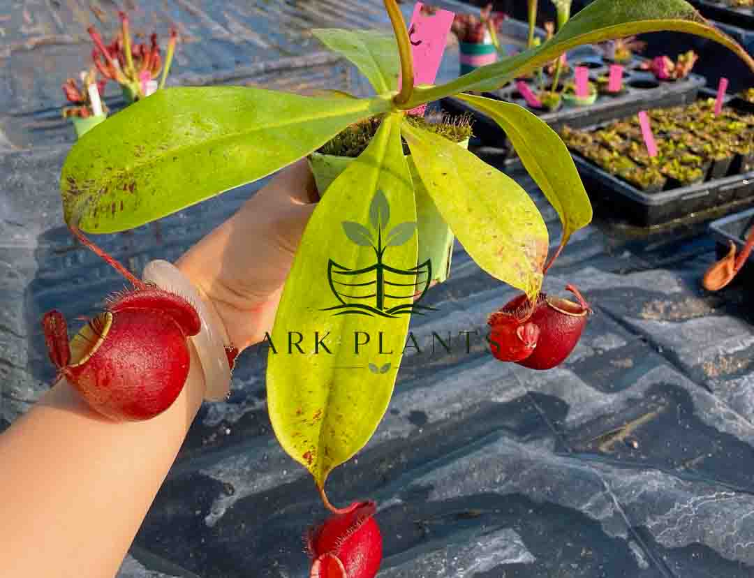 Philodendron tissue culture plantlets prepared for wholesale supply
