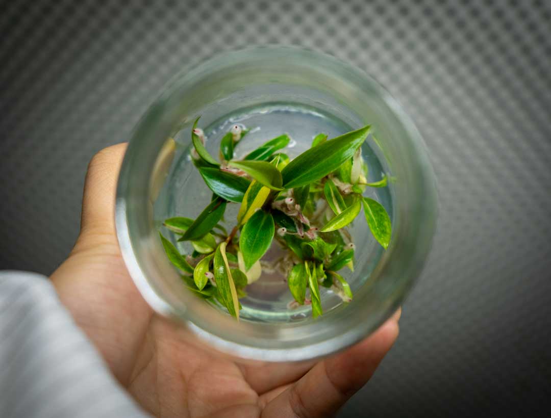 Philodendron Caramel Marble