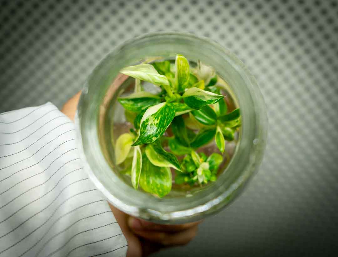 Philodendron Jose Buono