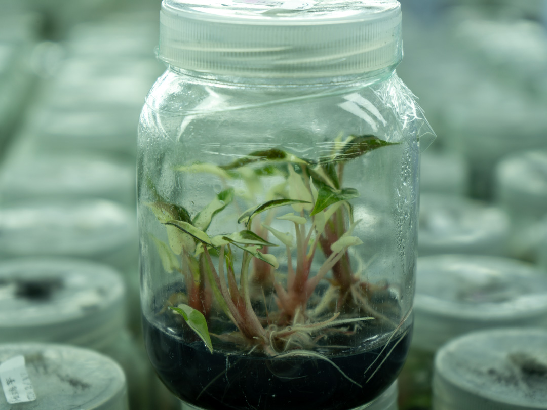 ARK plants smart greenhouse production area