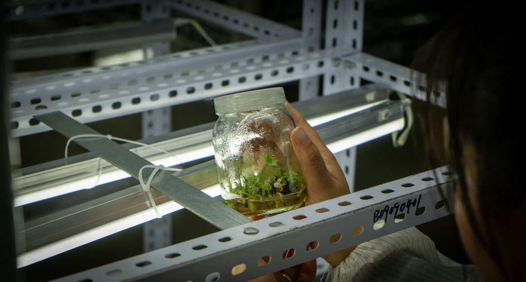 ARK plants smart greenhouse